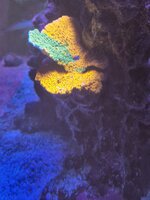Närbild på en stor Acropora
