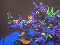 Montipora-tallrik i fin storlek