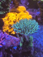 Närbild på en stor Acropora