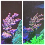Detalj på Acropora
