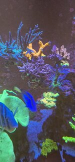 Närbild på en stor Acropora