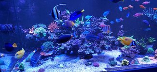 Närbild på en stor Acropora