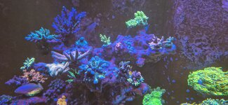 Närbild på en stor Acropora