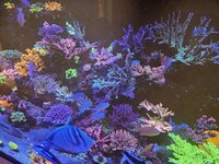 Närbild på en stor Acropora