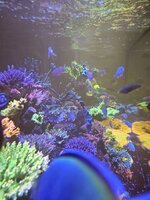 Montipora-tallrik i fin storlek