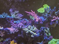 Närbild på en stor Acropora