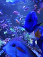 Närbild på en stor Acropora