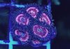 Pink Zipper-zoas