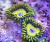 Scrambled Egg-zoas