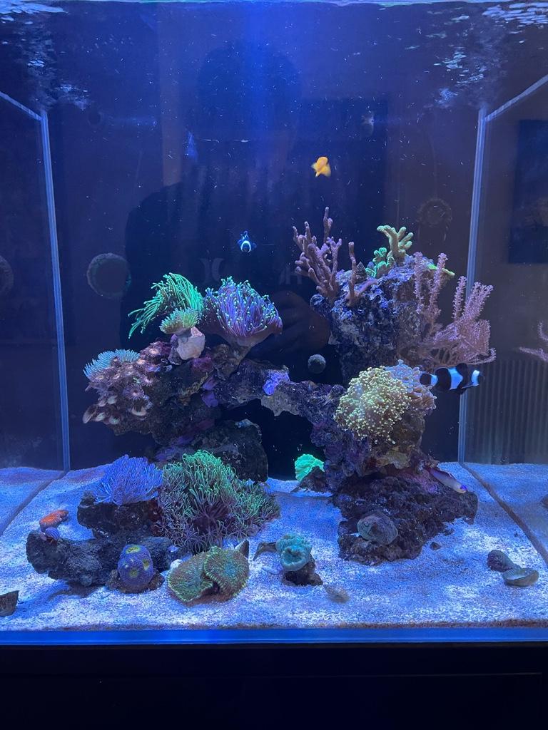 Revet före omscapen