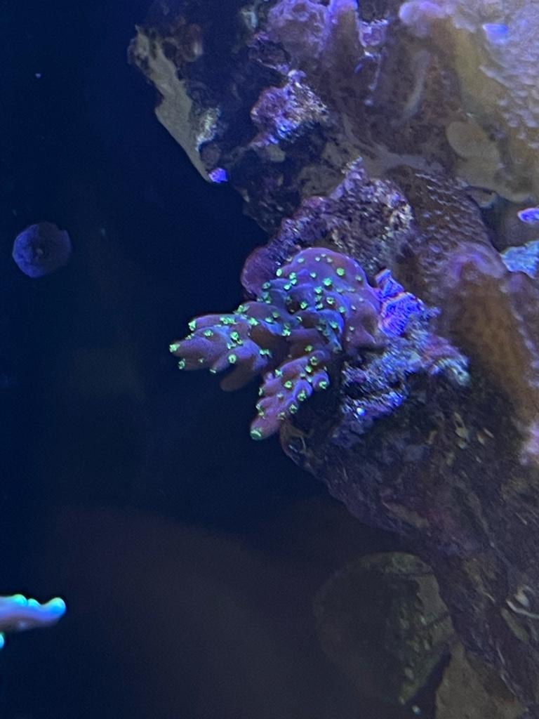 Misstänkt acropora-frag som börjar basa ut sig