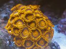 Acropora med långsam tillväxt