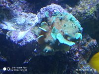 Frag