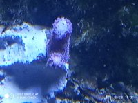 Frag