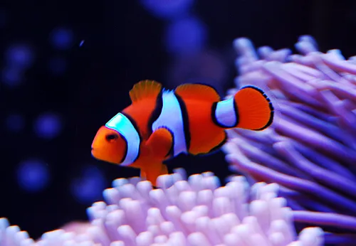 Äkta clownfisk