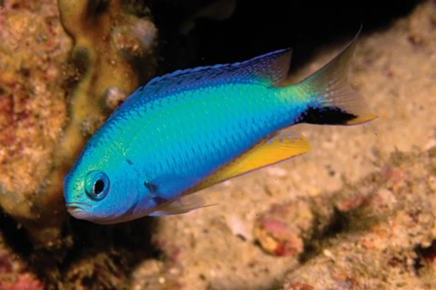 Allens demoiselle