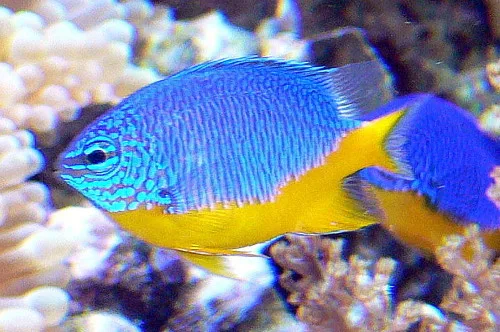Azurblå demoiselle