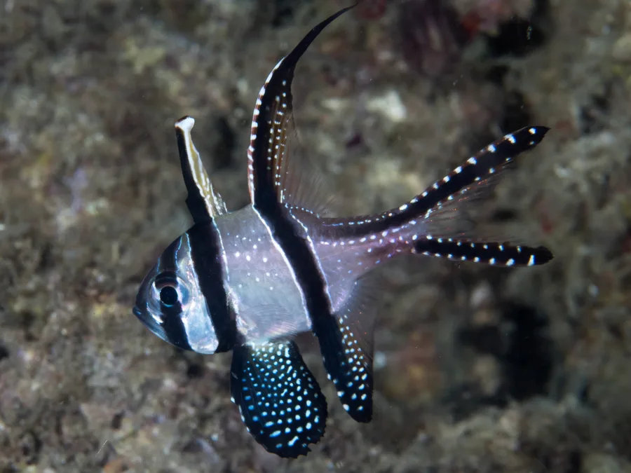Banggai-kardinal