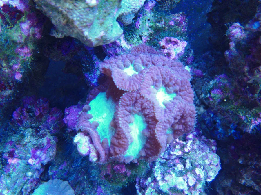 Blastomussa