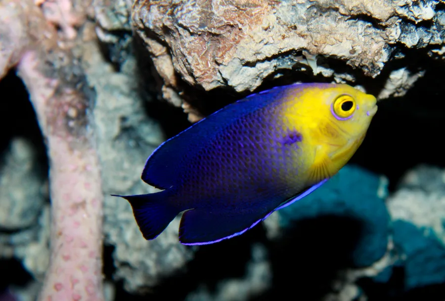 Cherubdvärgkejsarfisk