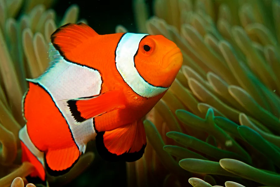 Clownfisk