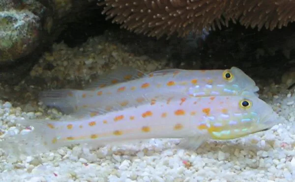 Diamantgoby