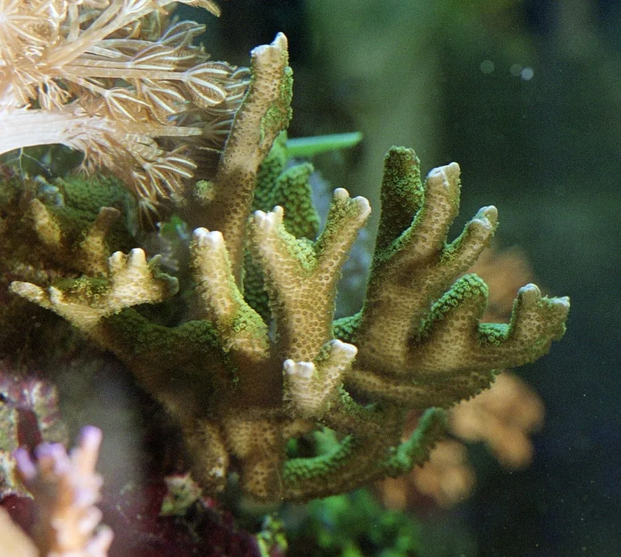 Fingermontipora