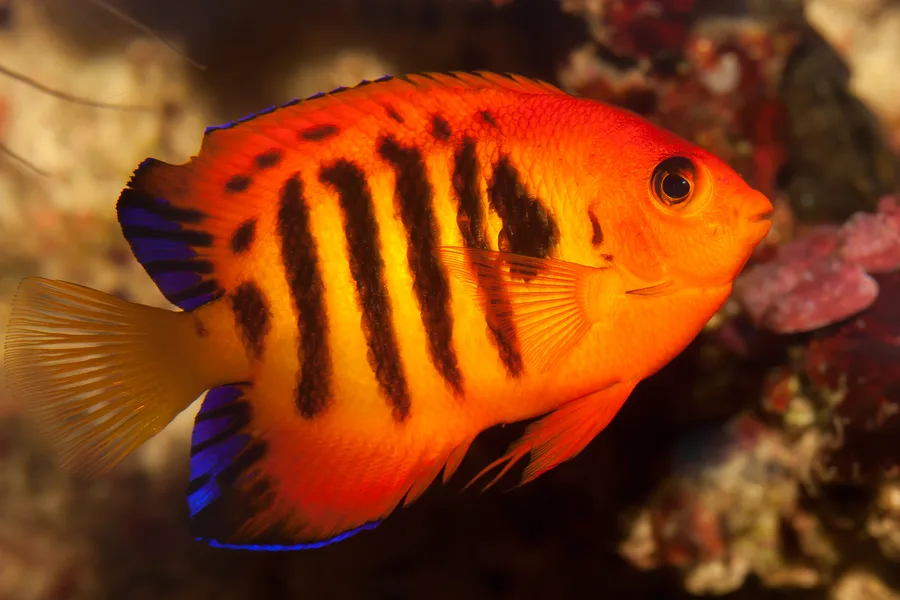 Flamkejsarfisk