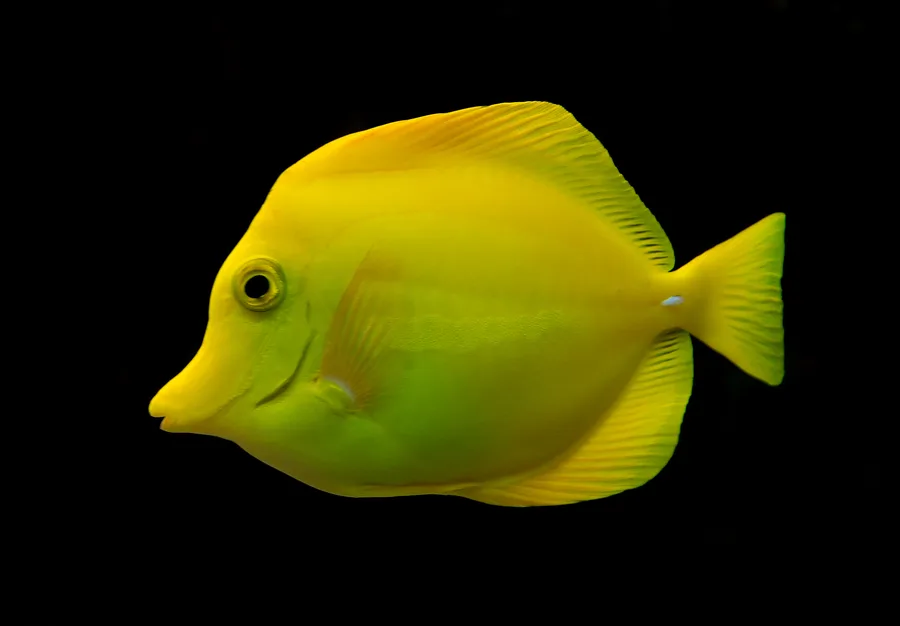 Gul kirurgfisk