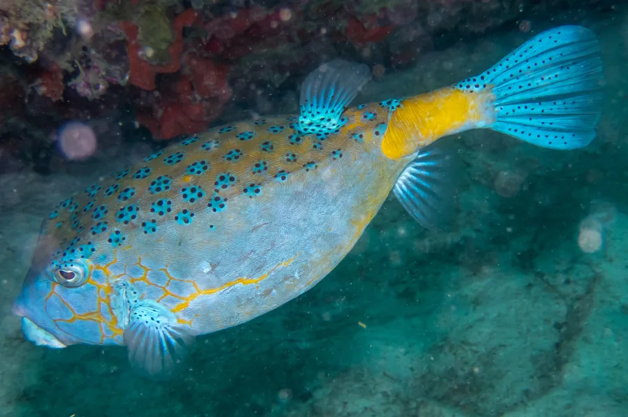 Gul kofferfisk