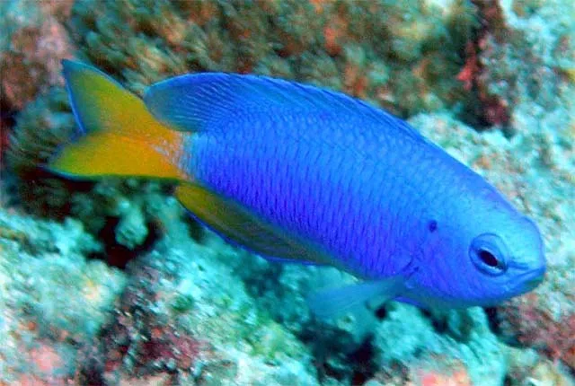 Gulbukig demoiselle