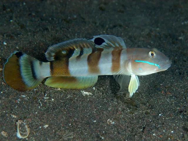 Guldhuvad sandgoby