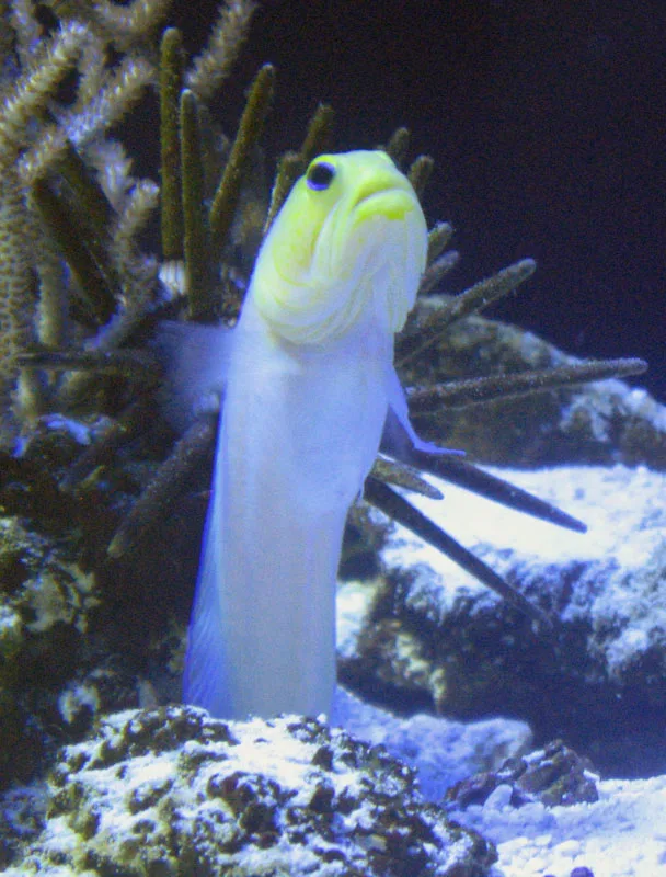Gulhuvad käftfisk