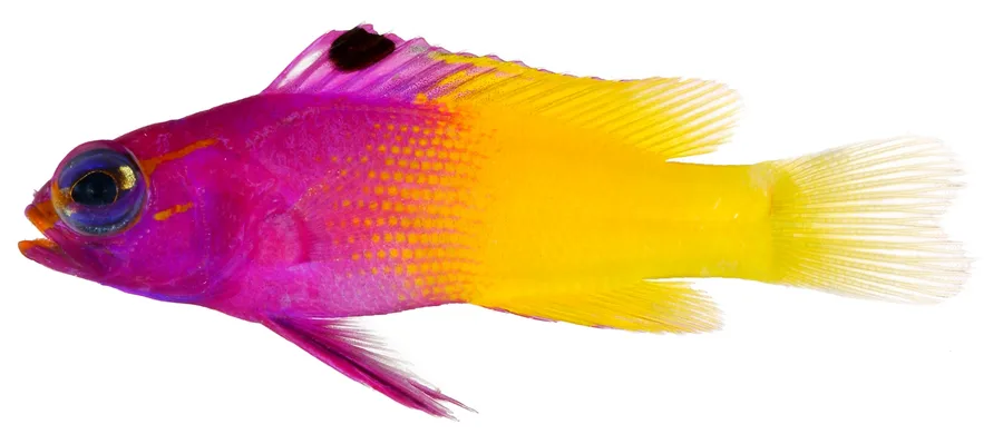 Kungsgramma