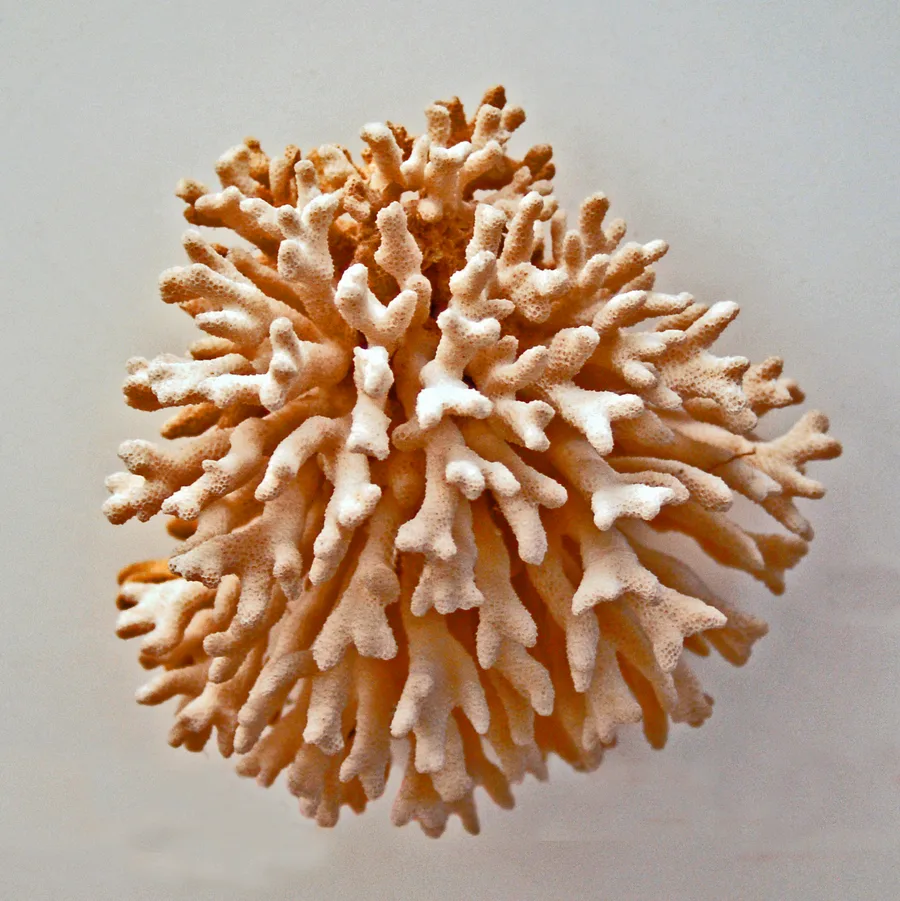 Lamellkorall