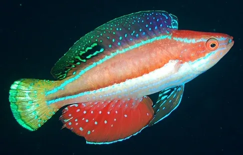 Långfenad sagoläppfisk