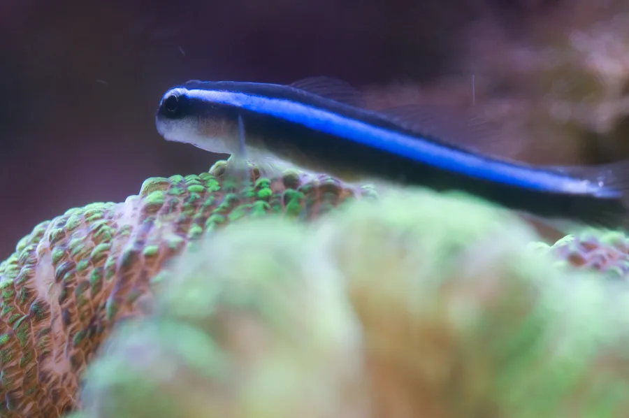 Neongoby
