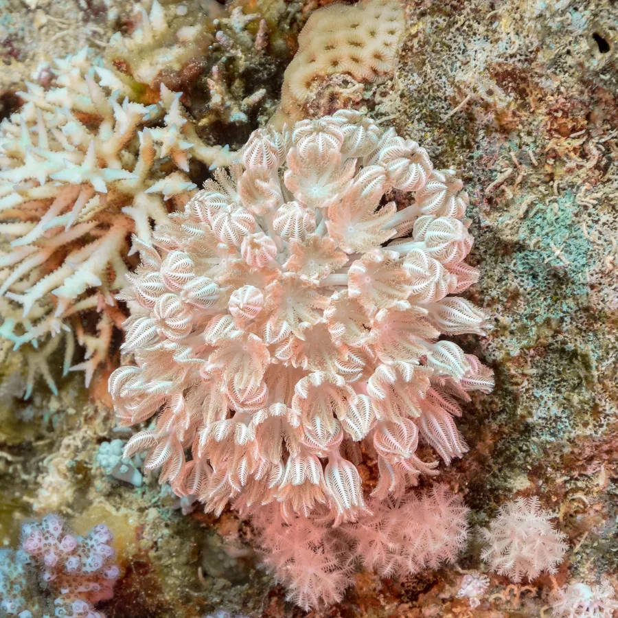 Pulserande xenia