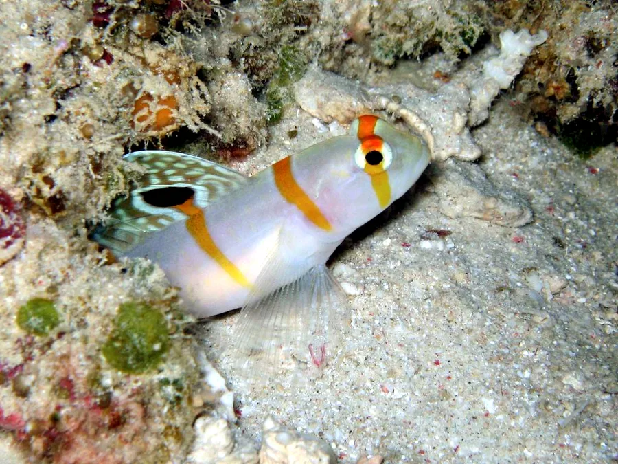 Randalls räkgoby