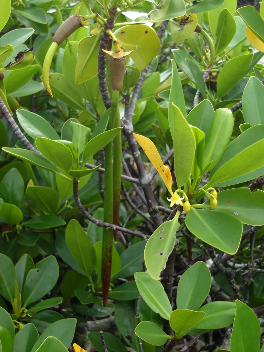 Röd mangrove