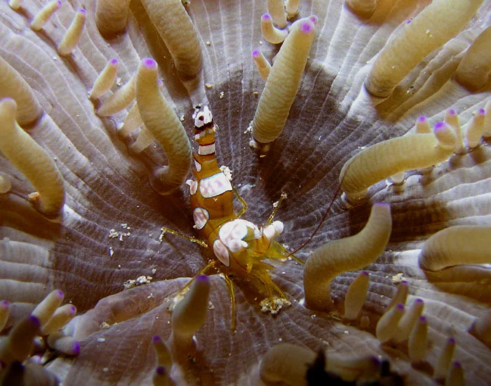 Sexy shrimp