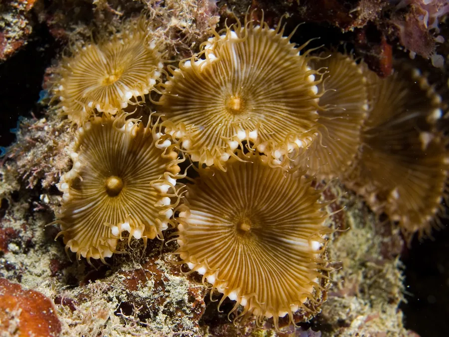 Storpolypig palythoa