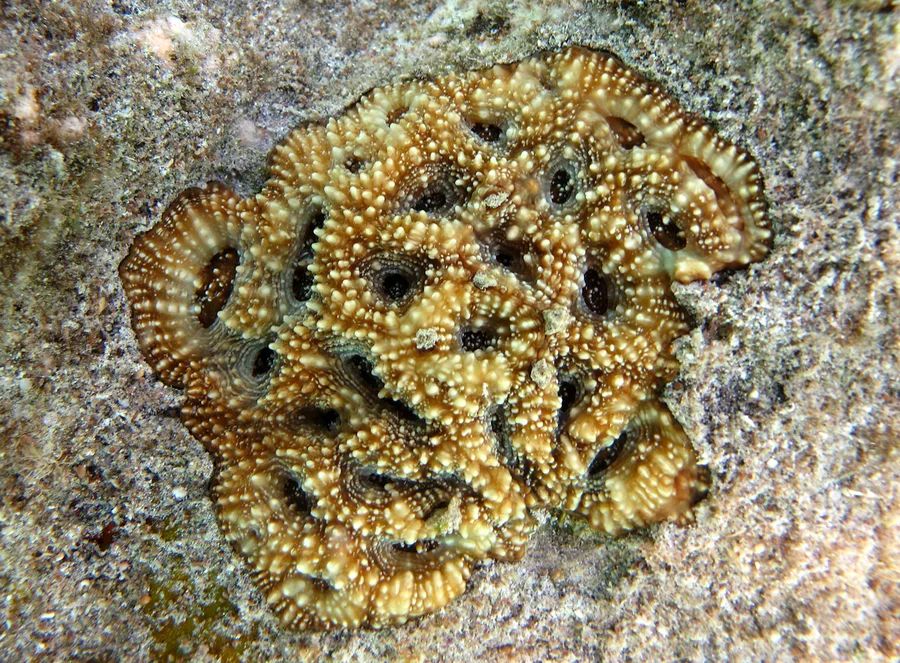 Taggig stjärnkorall