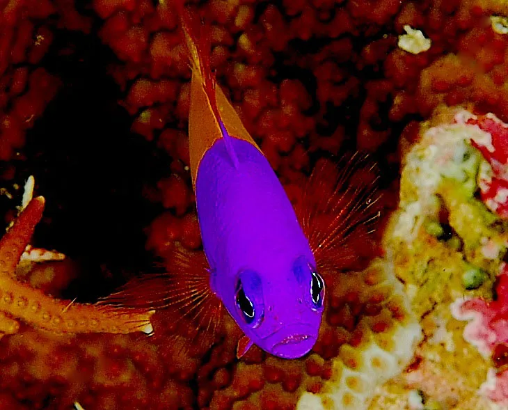 Tvåfärgad dottyback