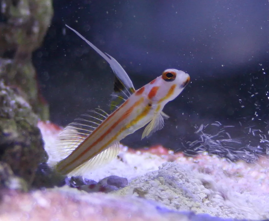 Yashagoby
